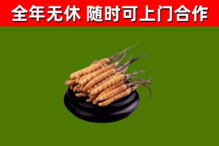 思明烟酒回收冬虫夏草.jpg
